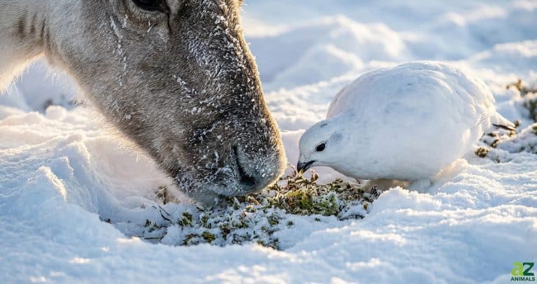 A close-up of a frost-covered reindeer and a white ptarmigan feeding together on green moss in a hole dug into the deep snow.