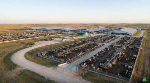 An aerial perspective of a sprawling industrial dairy farm with rows of long silver barns and numerous pens filled with black-and-white cows.