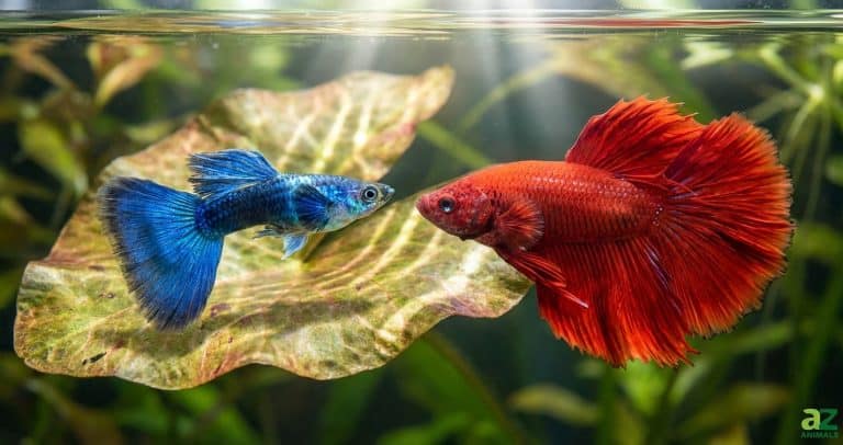 A close-up shot of a blue guppy and a red betta fish facing each other in a sunlit, planted aquarium.