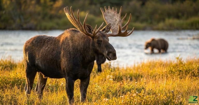 A close-up of a large bull moose with impressive antlers standing in golden grass, with a grizzly bear visible in the background river.