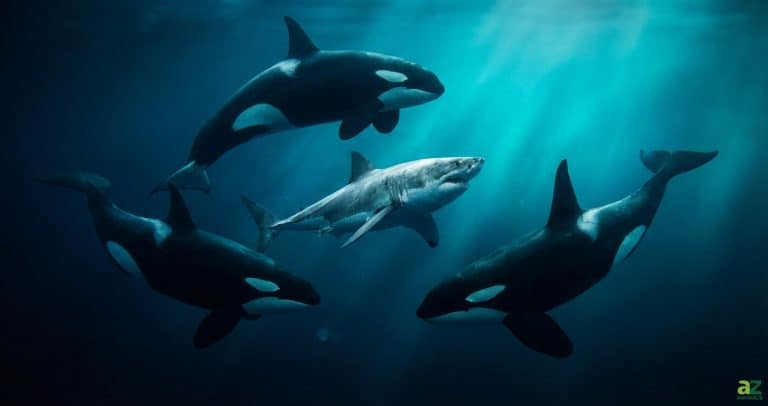 Three orcas encircle a great white shark in deep blue ocean water illuminated by shafts of sunlight.