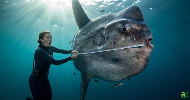 An underwater photograph showing a diver with an expression of shock measuring a colossal, grey sunfish that is significantly larger than her.