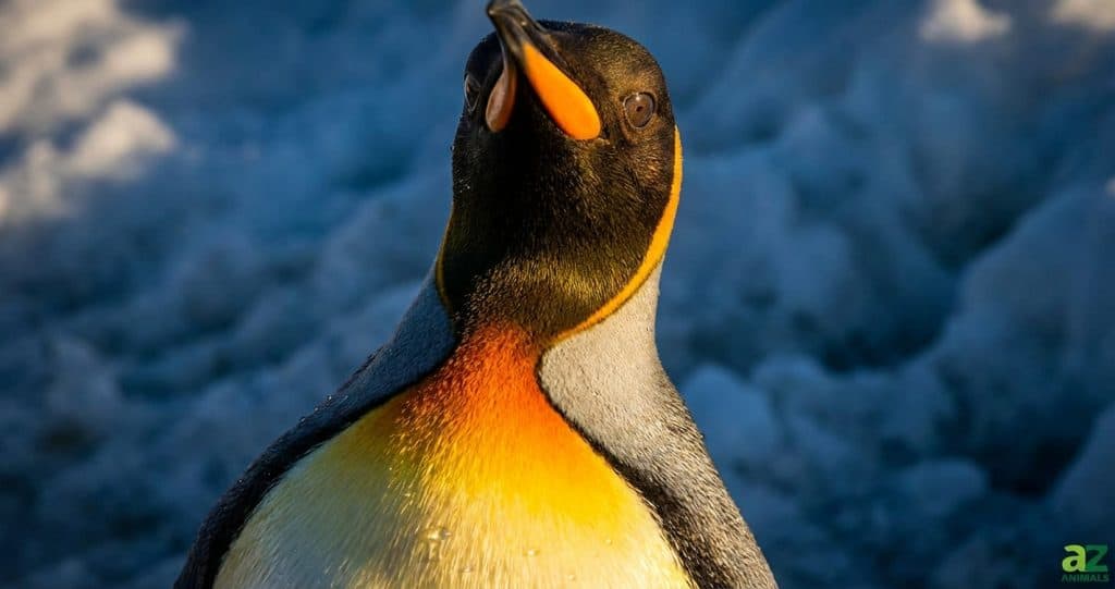 A close-up of a King Penguin with vibrant orange neck markings looking up against a blurry background of snow and ice.
