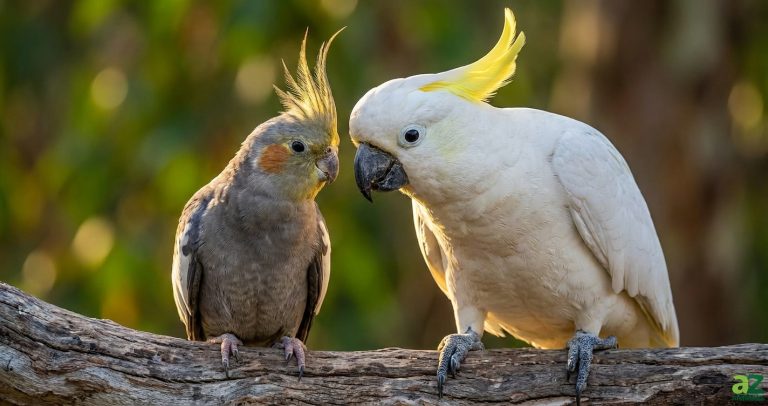 A grey cockatiel and a larger white cockatoo with a yellow crest perched side-by-side on a wooden branch.