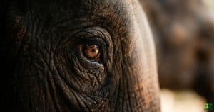 Extreme close-up of an elephant's eye, focusing on the detailed texture of the dark wrinkled skin and the intelligent amber iris.