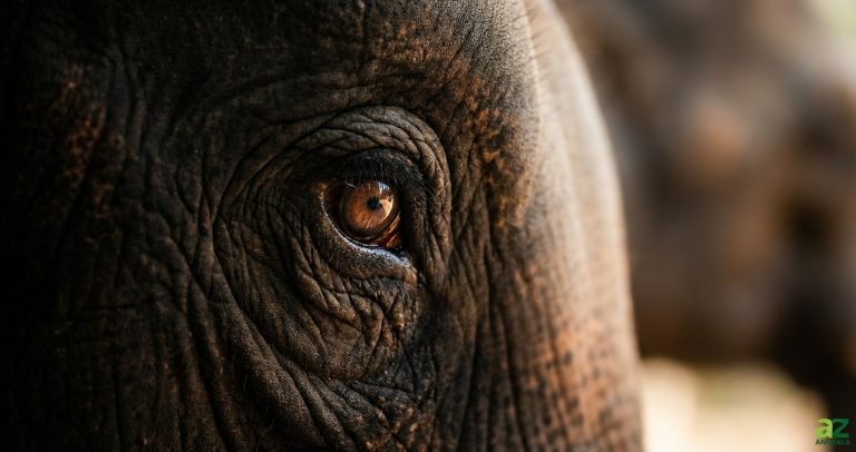 Extreme close-up of an elephant's eye, focusing on the detailed texture of the dark wrinkled skin and the intelligent amber iris.