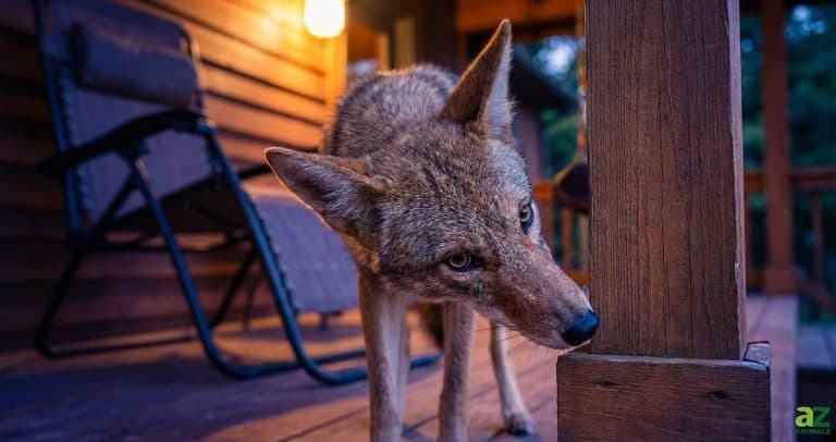 A coyote peeks around a wooden support beam on a porch at night, illuminated by a warm house light.