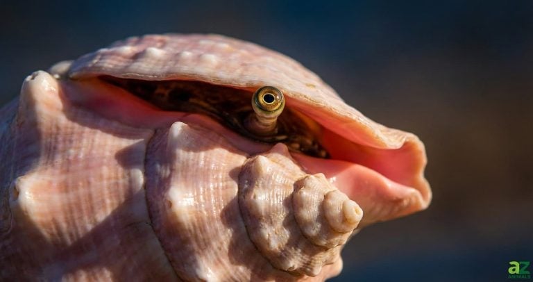 A close-up view of a Queen Conch shell with one of its stalked eyes peeking out from the opening.