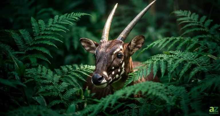 A close-up of a saola with long straight horns peeking through dense green fern leaves in a dark forest.