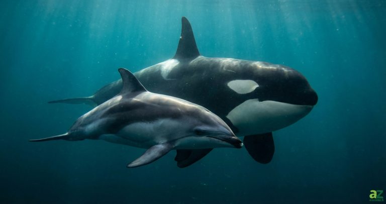 A large black and white orca and a smaller grey and white dolphin swim closely together in sun-dappled blue water.