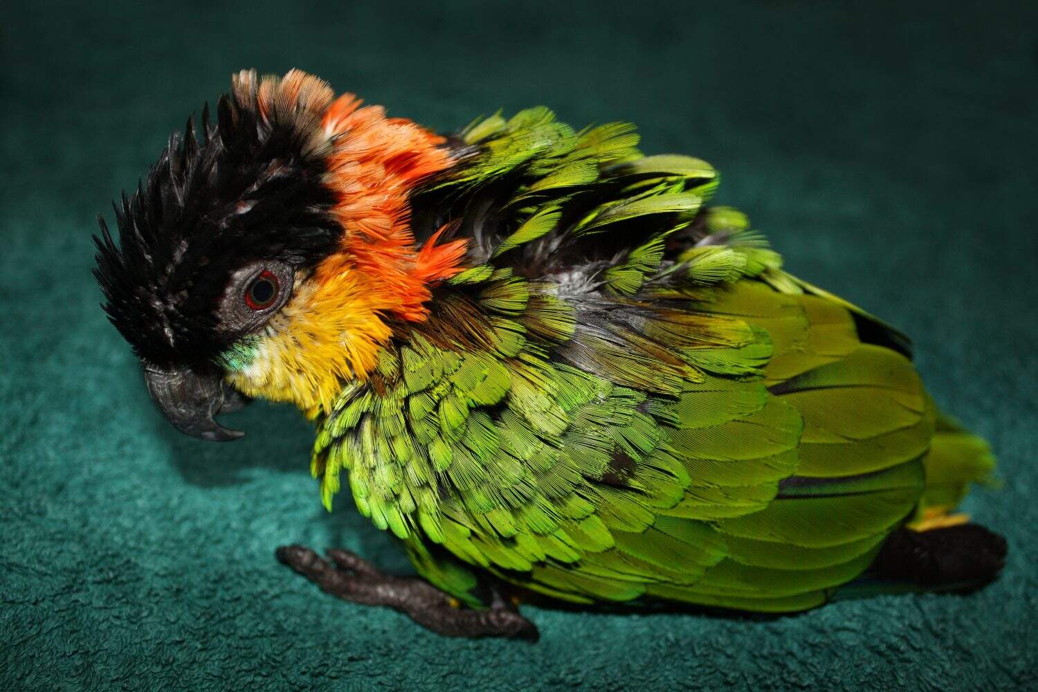 Sick parrot sitting on floor with disheveled feather. Turquois background