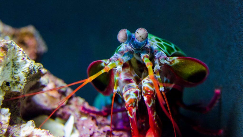 Peacock Mantis Shrimp investigating its tank
