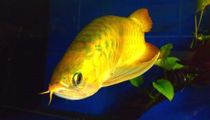 Golden Dragon swimming in the aquarium.