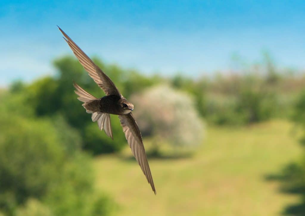 Common swift (Apus apus) in flight with soft background of the city park and part of the lake on a sunny summer day.