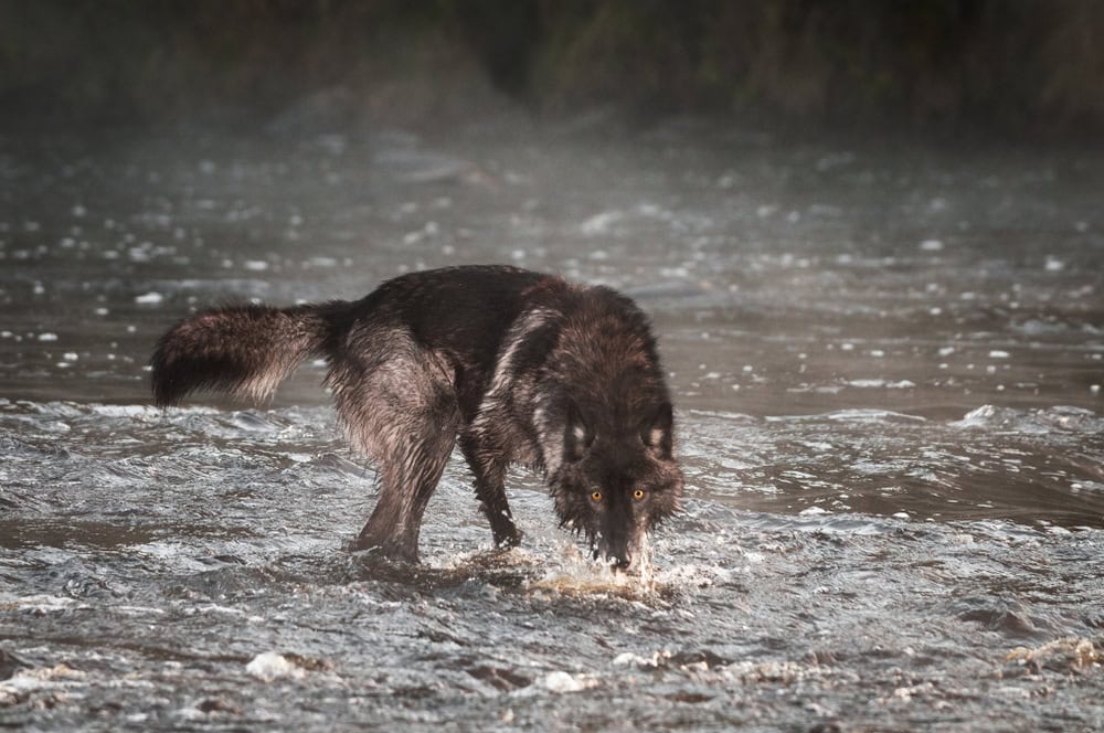 Grey Wolf (Canis lupus) Turns in River - captive animal