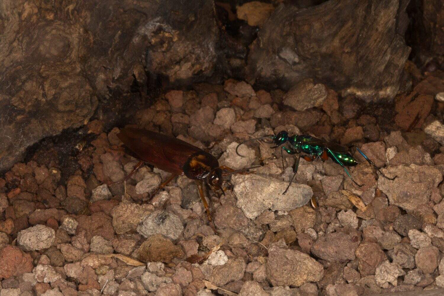 Emerald cockroach wasp or jewel wasp (Ampulex compressa).