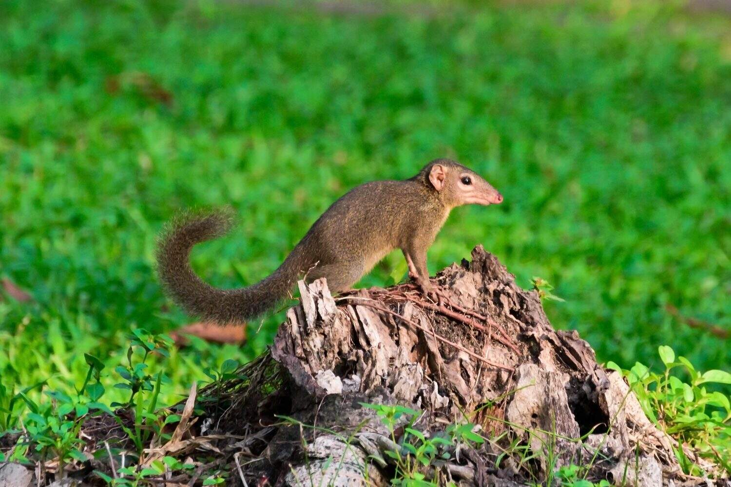 treeshrew on stub