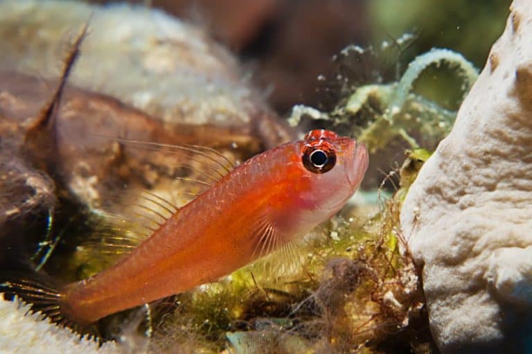 Goby Fish