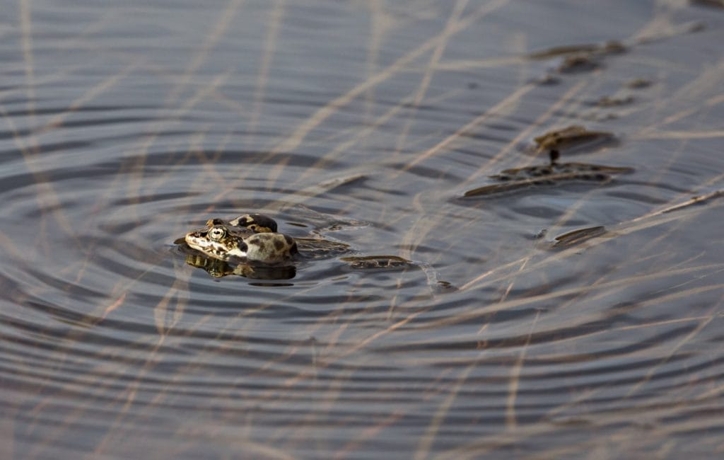 Wood Frog Amphibian