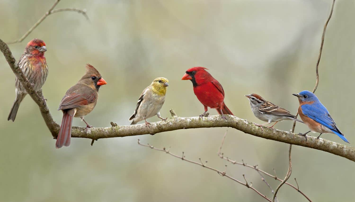 Birds of the Neighborhood