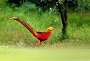 The Bird with Fiery and Fabulous Plumage photo