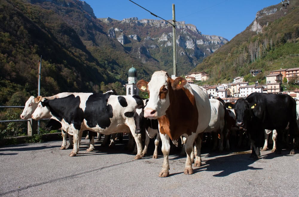 Herd of cows during a transhumance in northern Italy, october blue sky, church tower bell in the background
