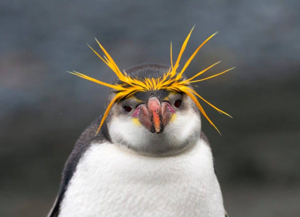 Royal Penguin (Eudyptes schlegeli) on Macquarie islands, Australia