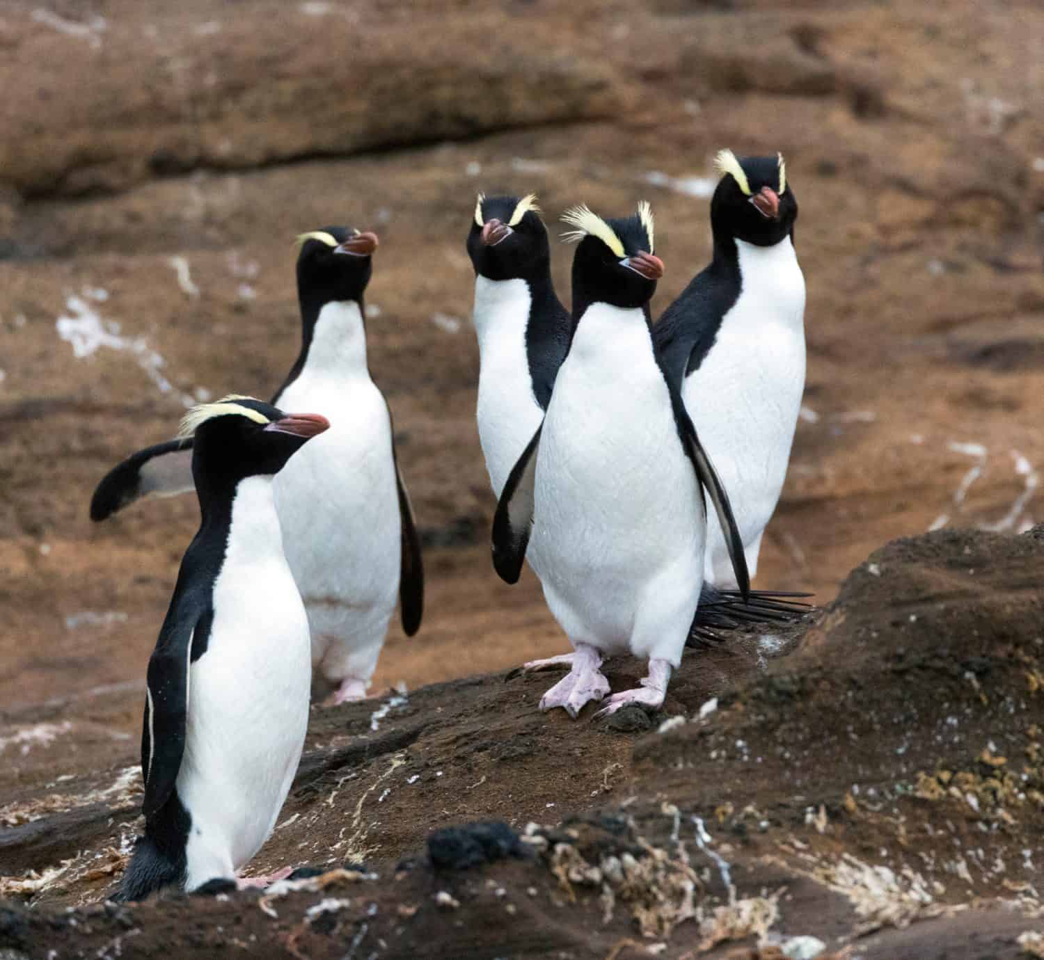 Group of Erect-crested Penguins (Eudyptes sclateri) on the Antipodes Islands, New Zealand.