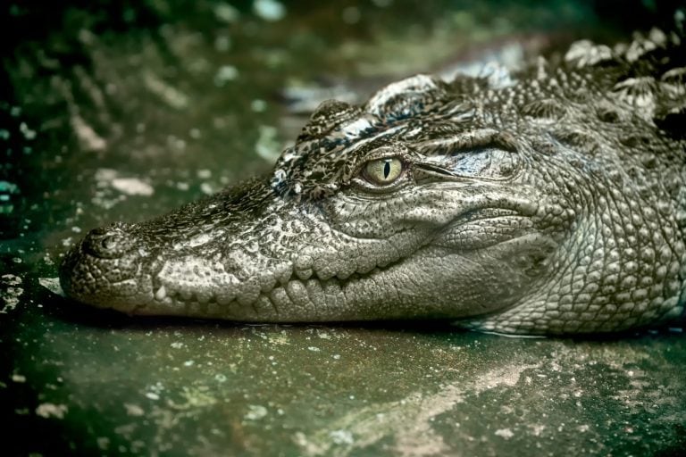 Siamese crocodile resting with eyes open