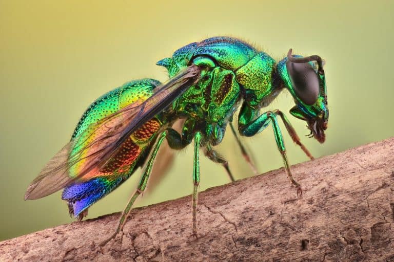 Extreme magnification - Cuckoo wasp