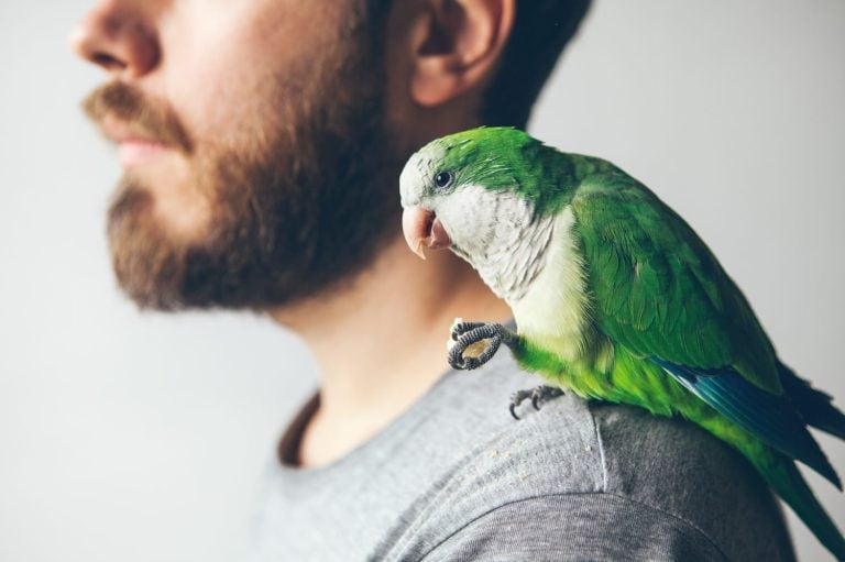 Cropped photo shoot of beard men profile with his pet - green parrot. Domesticated Quaker Parakeet is sitting on shoulders and eating a treat.