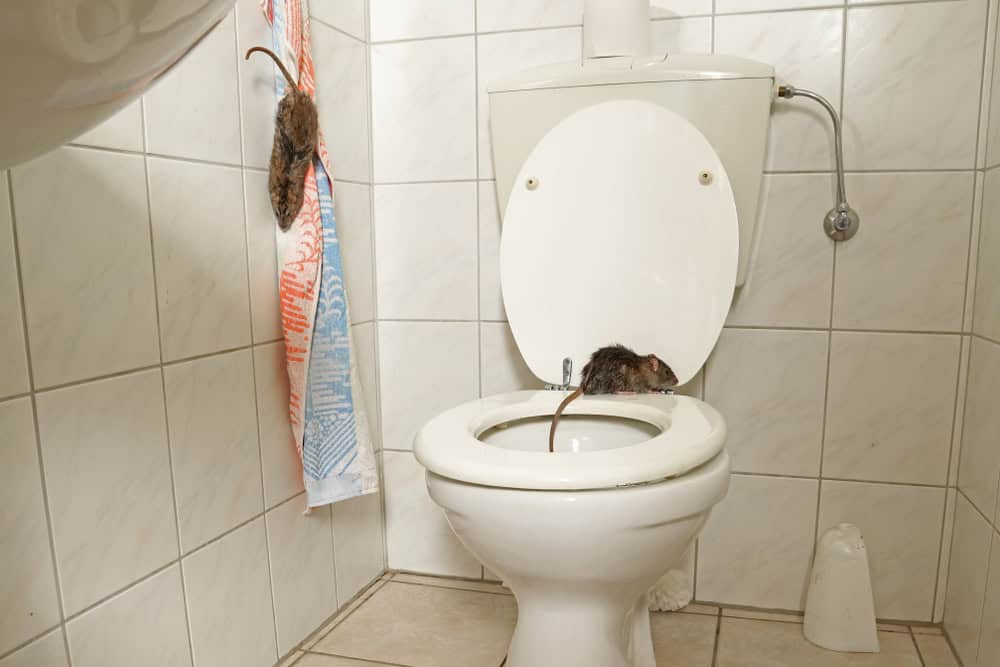 two wild norway rats coming out of the toilet and running in the restroom, scene by day
