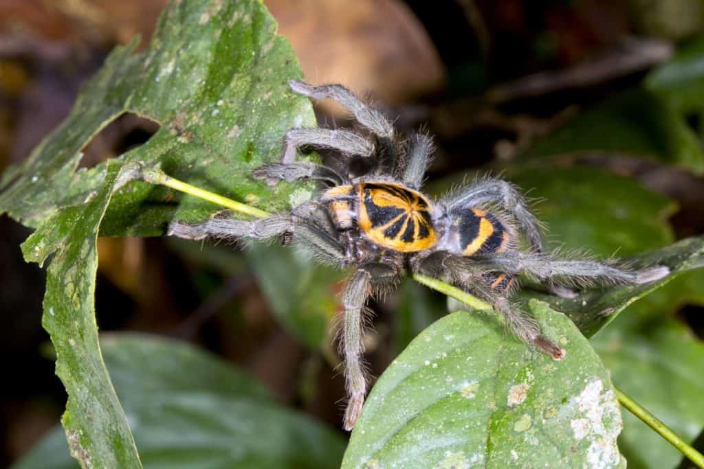 Zebra tarantula (Hapalopus sp.) in the rainforest understory, Ecuador Hapalopus planetearth