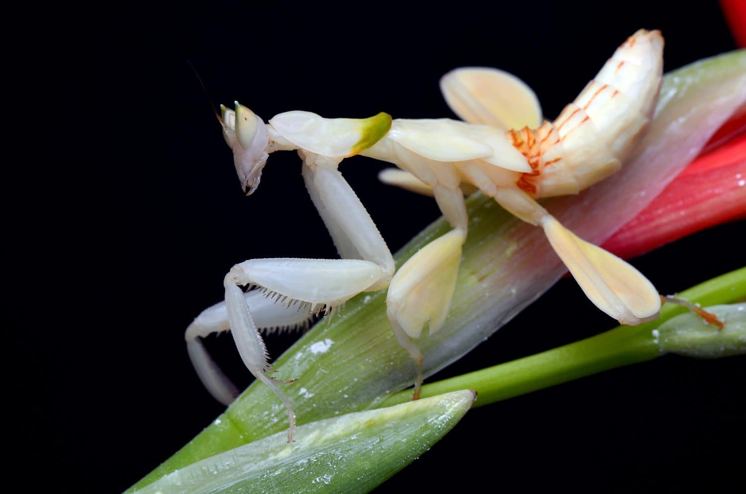 Close up image of a beautiful orchid mantis