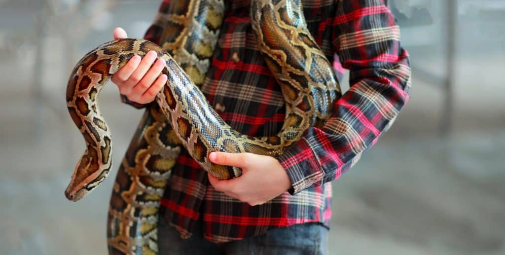 Close-up of boy's hands volunteer showing a snake to a child and letting her touch the snake Holding a royal Ball python