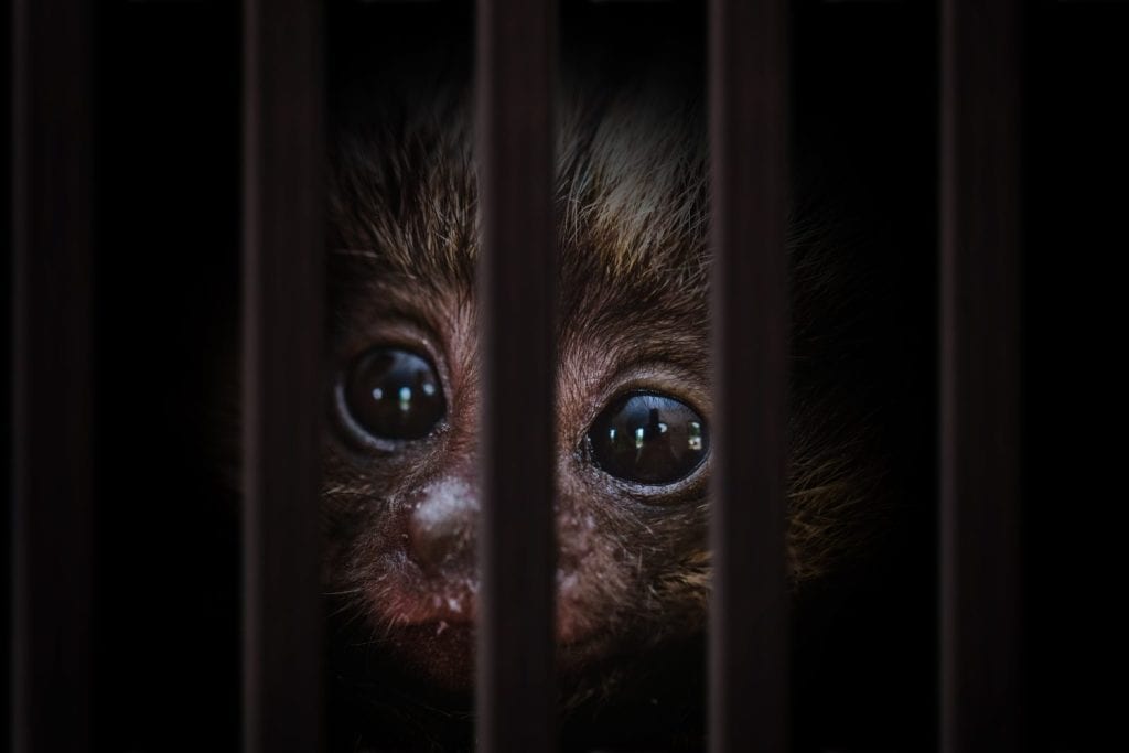 smuggling of animals. Photomontage of young monkey inside a wooden cage, mistreatment of exotic birds.