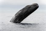 Sperm whale