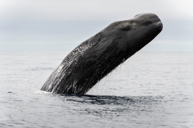 Sperm Whale