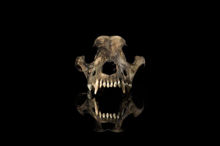 dog skull front view isolated black background with mirror reflection