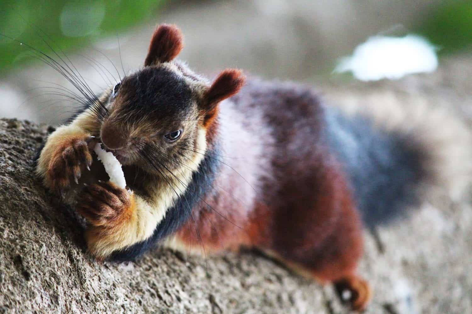 The Indian Furry Malabar Giant Squirrel eating Coconut on the tree