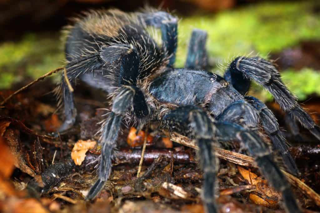 Thrixopelma cyaneolum tarantula birdspider macro (Now Ewok cyaneolus)
