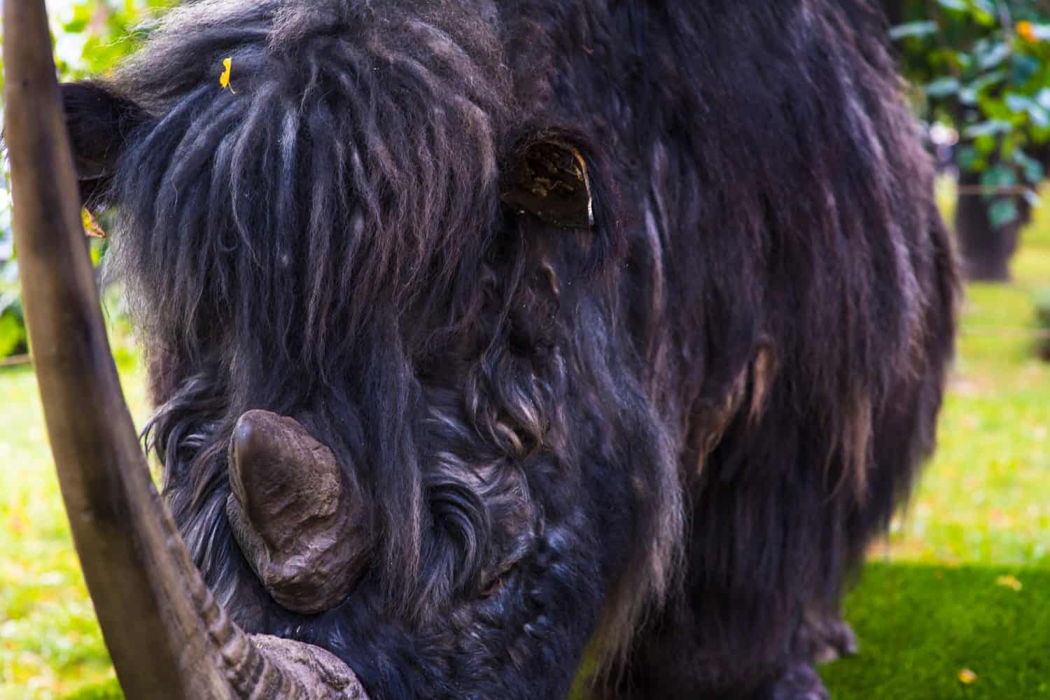 A shaggy beast emerges from the mists of time. This is the Woolly Rhino, Coelodonta Antiquitatis, a species of rhinoceros that existed during the last Ice age.