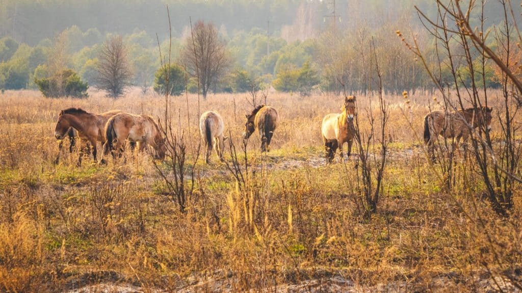 Group of wild Przewalski's horses in the Chernobyl Exclusion Zone grazing in the sunset