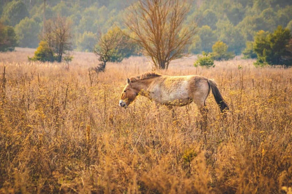 Group of wild Przewalski's horses in the Chernobyl Exclusion Zone grazing in the sunset