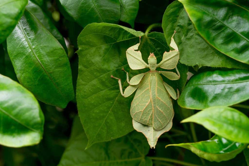 Phylliidae Leaf grasshoppers look like leaves with both leaf and leaf axis. That is like being eaten by insects Leaf Insect