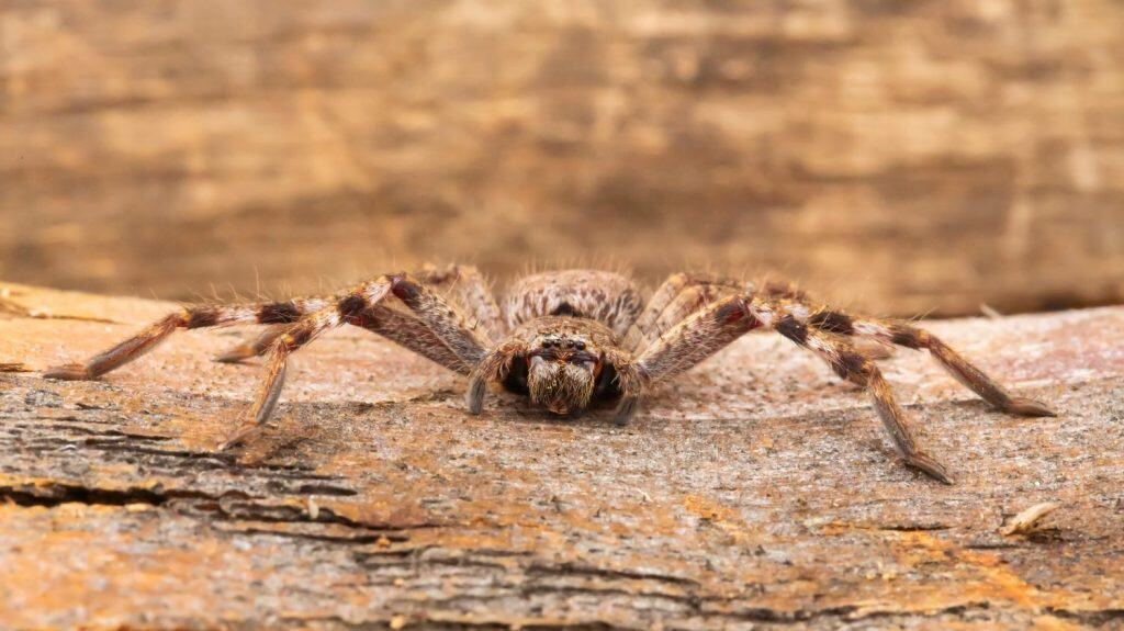 Juvenile Huntsman Spider (Holconia montana). Maldon, Victoria, Australia