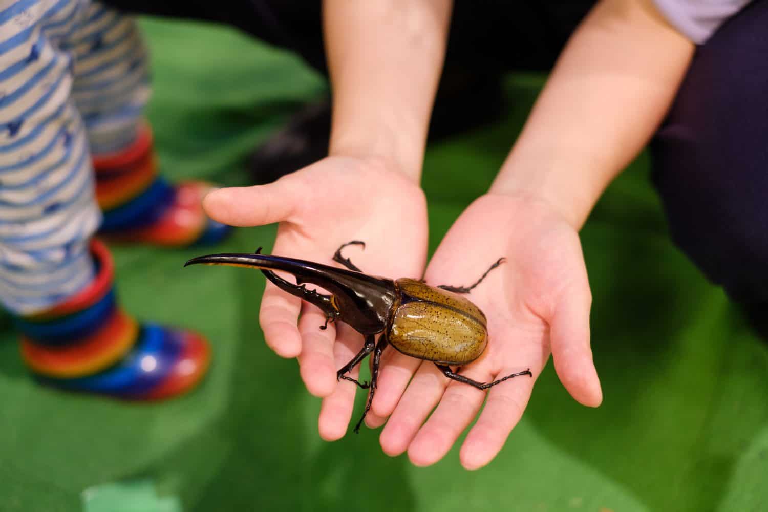 Hercules beetle on hand. Children touching insects.