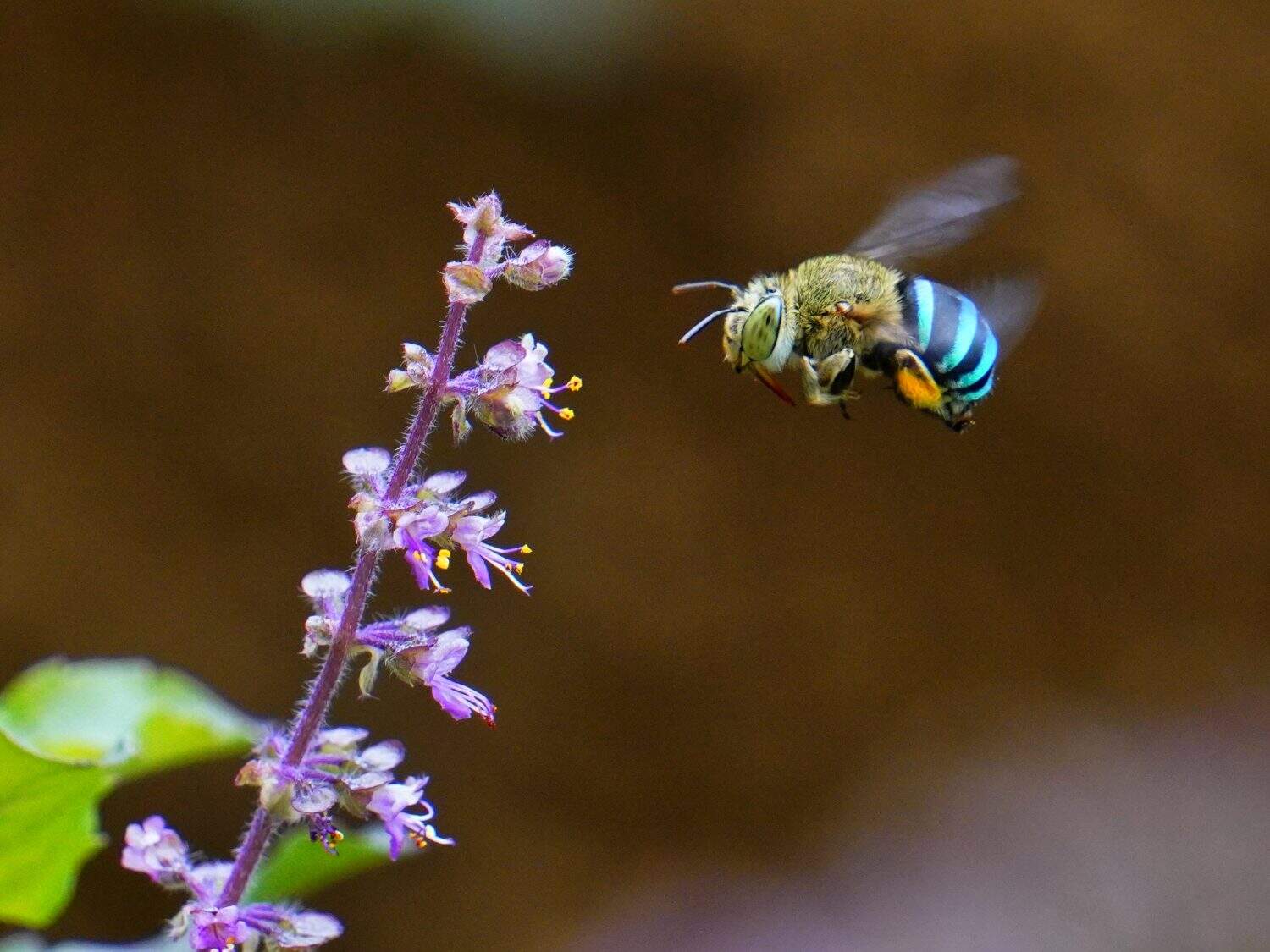 Blue-banded bee (Amegilla cingulata) in flight - on its way to collect nectar and pollen from holy basil (Ocimum sanctum) flowers. Entomophily - Pollination by insect.