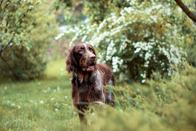 Picardy Spaniel