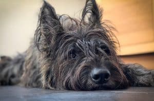 A Berger de Picard / Picardy Sheepdog dog, female, brindle colour with head on ceramic tiled floor indoors